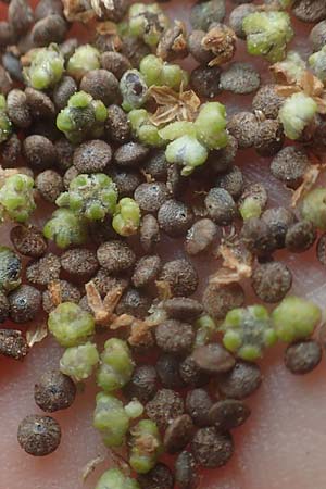 Chenopodium hybridum \ Bastard-Gnsefu, Stechapfelblttriger Gnsefu / Maple-Leaved Goosefoot, D Mannheim 13.10.2015