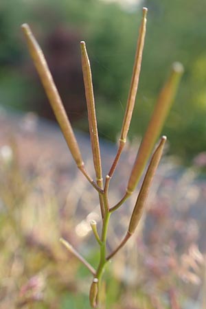 Cardamine hirsuta \ Vielstngeliges Schaumkraut, Behaartes Schaumkraut / Hairy Bitter-Cress, D Mannheim 2.5.2016
