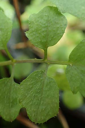 Cardamine hirsuta \ Vielstngeliges Schaumkraut, Behaartes Schaumkraut / Hairy Bitter-Cress, D Mannheim 12.8.2017
