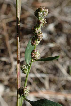 Chenopodium striatiforme \ Kleinblttriger Gnsefu / False Striped Goosefoot, D Mannheim 17.9.2017