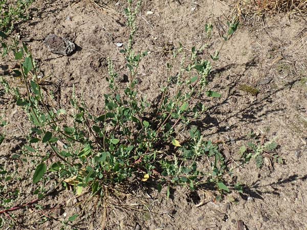 Chenopodium striatiforme \ Kleinblttriger Gnsefu / False Striped Goosefoot, D Mannheim 17.9.2017