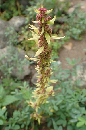 Chenopodium rubrum \ Roter Gnsefu / Red Goosefoot, D Weißenthurm-Kaltenengers 27.9.2017