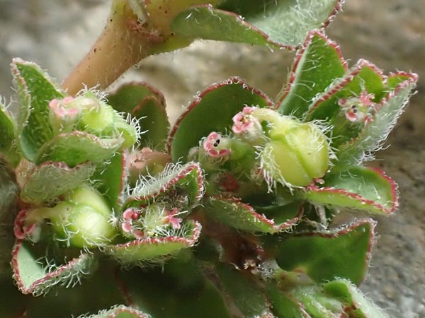 Chamaesyce prostrata \ Hingestreckte Wolfsmilch / Trailing Red Spurge, Prostrate Spurge, D Mannheim 1.10.2018