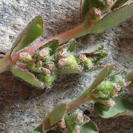 Chamaesyce prostrata \ Hingestreckte Wolfsmilch / Trailing Red Spurge, Prostrate Spurge, D Mannheim 1.10.2018