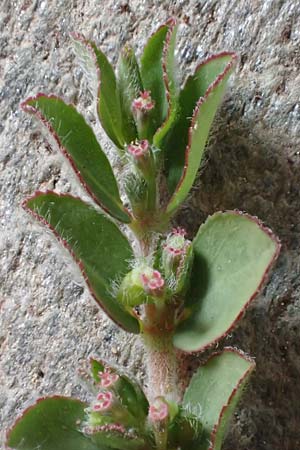 Chamaesyce prostrata \ Hingestreckte Wolfsmilch / Trailing Red Spurge, Prostrate Spurge, D Mannheim 1.10.2018