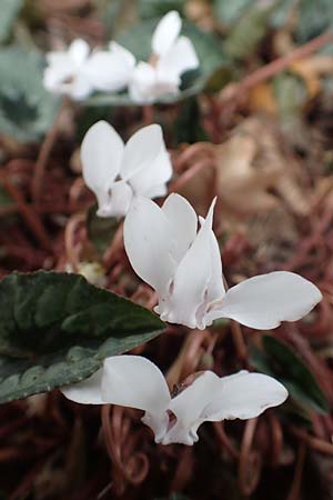Cyclamen hederifolium, Efeublättriges Alpenveilchen, Herbst-Alpenveilchen