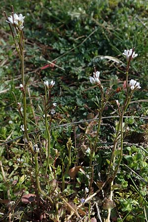 Cardamine hirsuta, Vielstängeliges Schaumkraut, Behaartes Schaumkraut