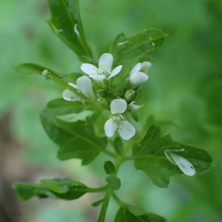 Cardamine hirsuta \ Vielstngeliges Schaumkraut, Behaartes Schaumkraut / Hairy Bitter-Cress, D Elmpt 6.9.2021