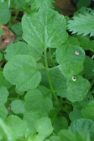 Cardamine hirsuta \ Vielstngeliges Schaumkraut, Behaartes Schaumkraut / Hairy Bitter-Cress, D Elmpt 6.9.2021