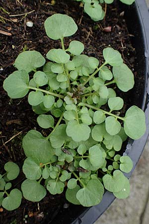 Cardamine hirsuta \ Vielstngeliges Schaumkraut, Behaartes Schaumkraut / Hairy Bitter-Cress, D Mannheim 21.2.2022