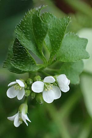 Cardamine hirsuta \ Vielstngeliges Schaumkraut, Behaartes Schaumkraut / Hairy Bitter-Cress, D Mannheim 21.2.2022
