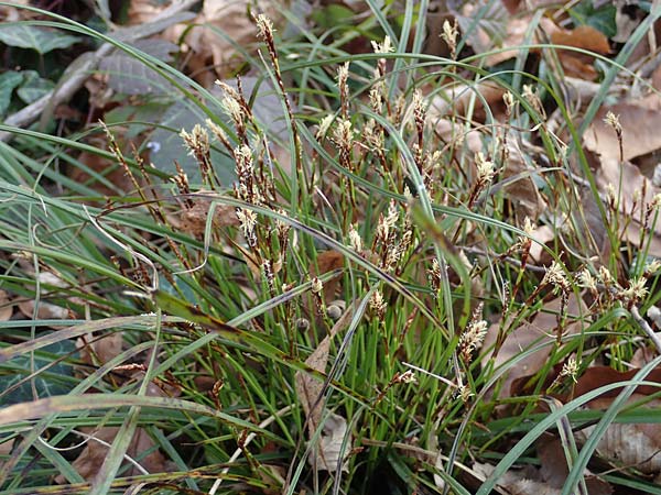 Carex humilis \ Erd-Segge, Niedrige Segge / Dwarf Sedge, D Sandhausen 21.3.2022