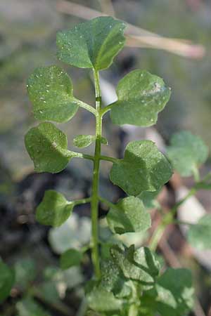 Cardamine hirsuta \ Vielstngeliges Schaumkraut, Behaartes Schaumkraut / Hairy Bitter-Cress, D Mannheim 1.11.2022