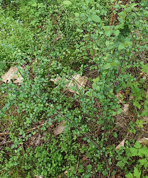 Cotoneaster horizontalis \ Korallenstrauch, Fchermispel / Wall Cotoneaster, D Sandhausen 14.5.2023