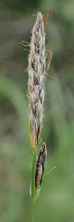Carex hirta \ Behaarte Segge, D Mörfelden 30.5.2023