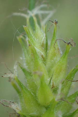 Carex hirta \ Behaarte Segge, D Mörfelden 30.5.2023
