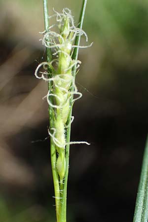 Carex hirta \ Behaarte Segge, D Mühlheim am Main - Lämmerspiel 30.5.2023