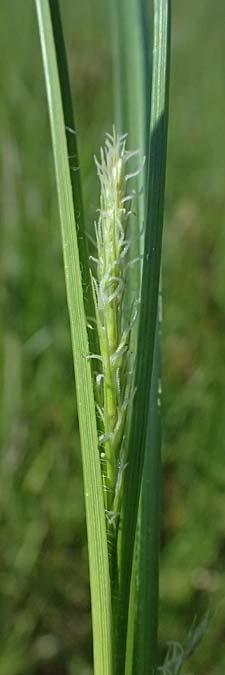Carex hirta \ Behaarte Segge / Hairy Sedge, D Mannheim 9.5.2026