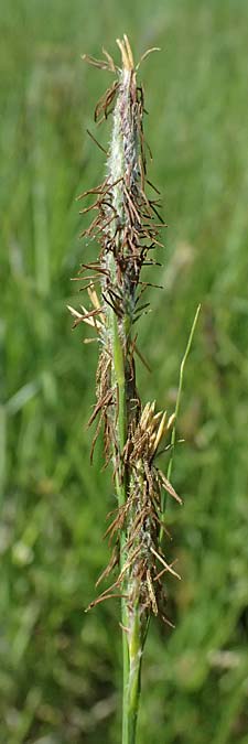 Carex hirta \ Behaarte Segge / Hairy Sedge, D Mannheim 9.5.2026