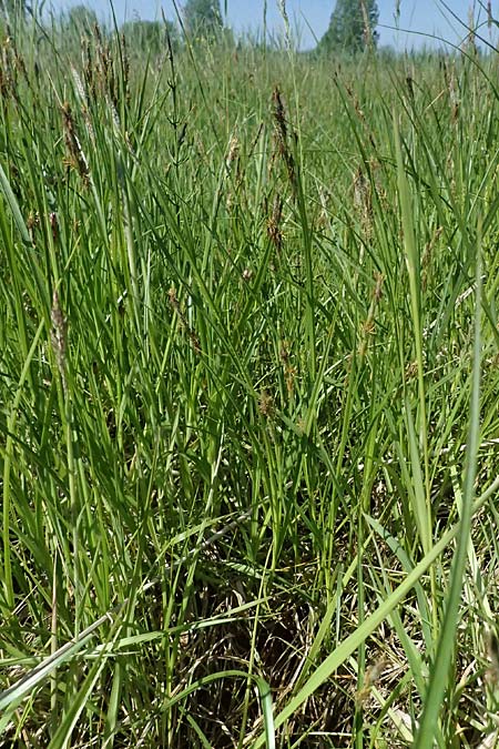 Carex hirta \ Behaarte Segge / Hairy Sedge, D Mannheim 9.5.2026
