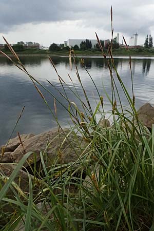Carex hirta \ Behaarte Segge / Hairy Sedge, D Mannheim 16.5.2026