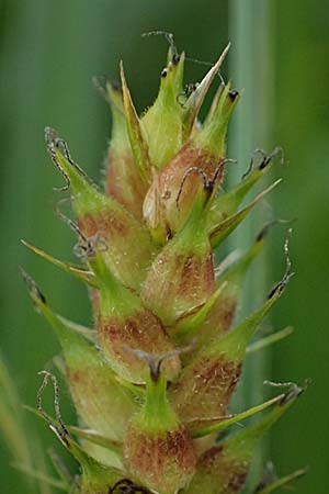 Carex hirta \ Behaarte Segge / Hairy Sedge, D Mannheim 16.5.2026