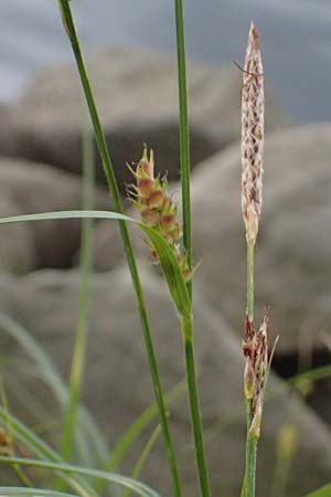 Carex hirta \ Behaarte Segge / Hairy Sedge, D Mannheim 16.5.2026