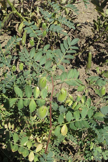 Cicer arietinum \ Kichererbse / Chick-Pea, D Botan. Gar.  Universit.  Mainz 4.8.2007