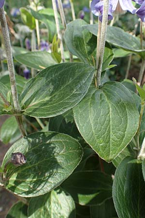 Clematis integrifolia \ Ganzbl�ttrige Waldrebe / Southern Clematis, D Botan. Gar. Krefeld 13.6.2019