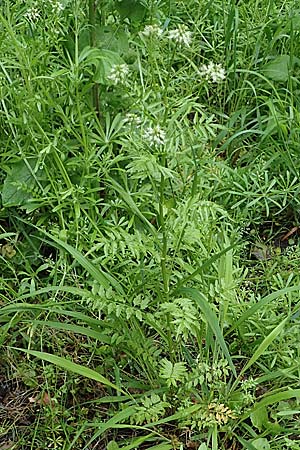 Cardamine impatiens \ Spring-Schaumkraut / Narrow-Leaved Bitter-Cress, D Mannheim 27.5.2021