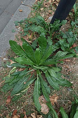 Cichorium intybus \ Gemeine Wegwarte, Zichorie / Chicory, D Mannheim 13.9.2026
