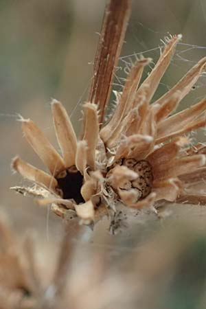 Cichorium intybus \ Gemeine Wegwarte, Zichorie / Chicory, D Mannheim 13.9.2026