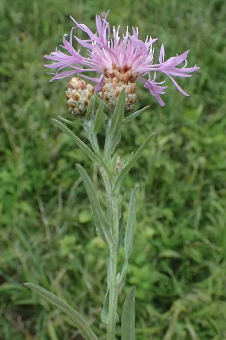 Centaurea jacea \ Wiesen-Flockenblume / Brown Knapweed, D Rhön, Eiterfeld 3.8.2023