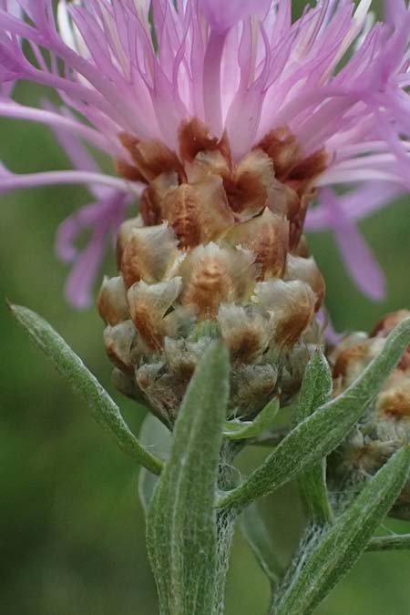 Centaurea jacea \ Wiesen-Flockenblume / Brown Knapweed, D Rhön, Eiterfeld 3.8.2023