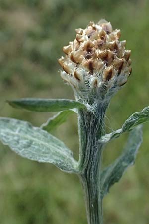 Centaurea jacea \ Wiesen-Flockenblume / Brown Knapweed, D Leeheim 1.6.2026