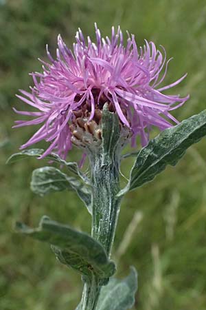 Centaurea jacea \ Wiesen-Flockenblume / Brown Knapweed, D Leeheim 1.6.2026