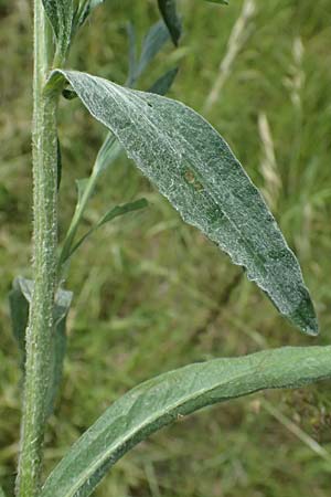 Centaurea jacea \ Wiesen-Flockenblume / Brown Knapweed, D Leeheim 1.6.2026