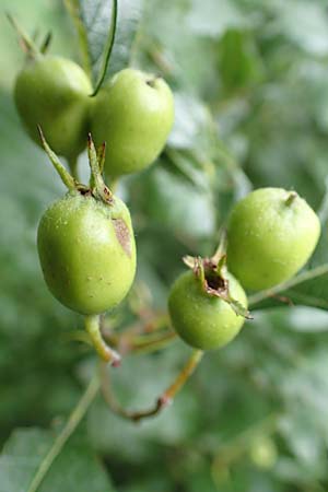 Crataegus x lavallei \ Lederblttriger Weidorn, Apfeldorn / Lavalle Hawthorn, D Mannheim 18.8.2015