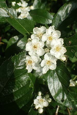 Crataegus x lavallei \ Lederblttriger Weidorn, Apfeldorn / Lavalle Hawthorn, D Mannheim 25.5.2016