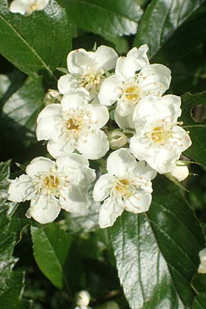 Crataegus x lavallei \ Lederblttriger Weidorn, Apfeldorn / Lavalle Hawthorn, D Mannheim 25.5.2016