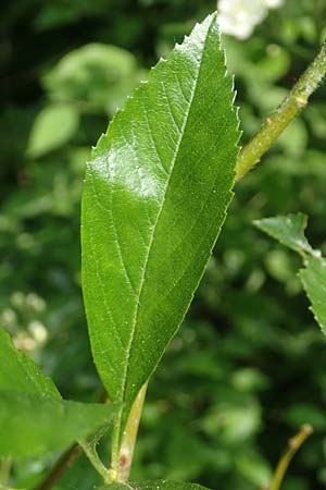 Crataegus x lavallei \ Lederblttriger Weidorn, Apfeldorn / Lavalle Hawthorn, D Mannheim 25.5.2016