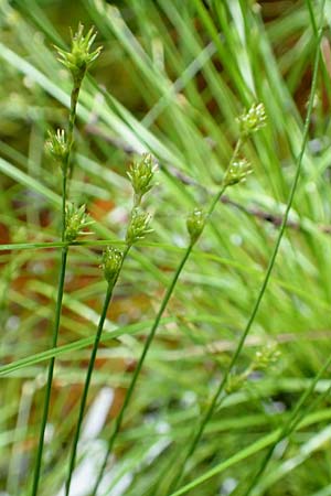 Carex polyphylla \ Unterbrochenhrige Segge / Berkeley Sedge, Grassland Sedge, D Pfronten 9.6.2016