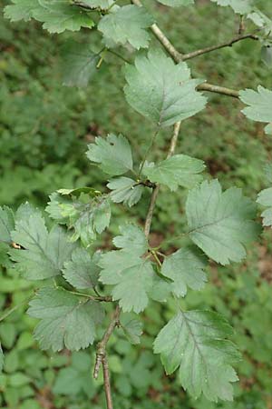 Crataegus rhipidophylla subsp. rhipidophylla \ Grokelch-Weidorn / Midland Hawthorn, D Langenselbold 11.6.2016