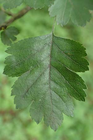 Crataegus rhipidophylla subsp. rhipidophylla \ Grokelch-Weidorn / Midland Hawthorn, D Langenselbold 11.6.2016