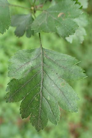 Crataegus rhipidophylla subsp. rhipidophylla \ Grokelch-Weidorn / Midland Hawthorn, D Langenselbold 11.6.2016