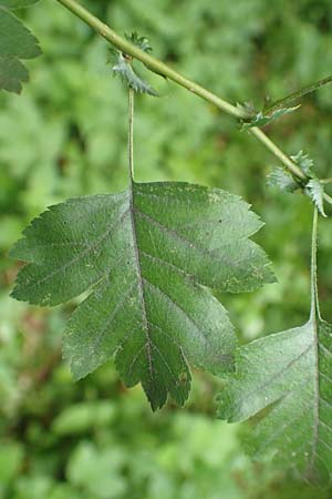 Crataegus rhipidophylla subsp. rhipidophylla \ Grokelch-Weidorn / Midland Hawthorn, D Langenselbold 11.6.2016