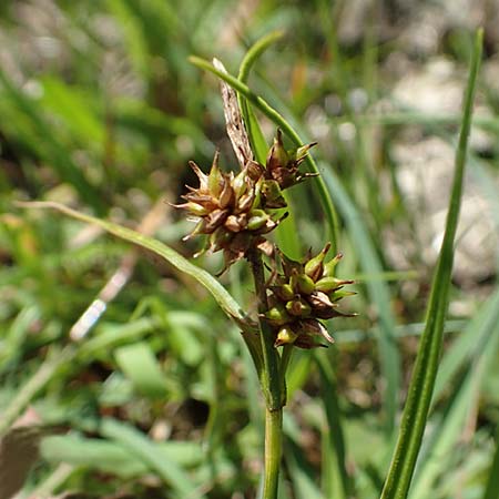 Carex lepidocarpa \ Schuppenfrchtige Gelb-Segge / Shed Sedge, D Pfronten 28.6.2016