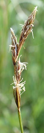 Carex ovalis \ Hasenfu-Segge, Hasenpfoten-Segge / Oval Sedge, D Rödermark 13.5.2017