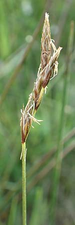 Carex ovalis \ Hasenfu-Segge, Hasenpfoten-Segge / Oval Sedge, D Rödermark 13.5.2017