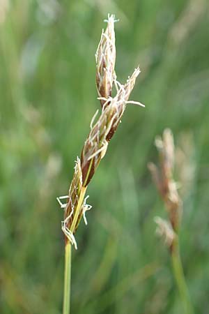 Carex ovalis \ Hasenfu-Segge, Hasenpfoten-Segge / Oval Sedge, D Rödermark 13.5.2017